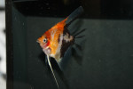 Maanvis Red Devil
